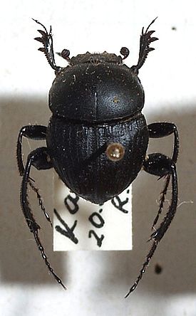 Насекомые и их знакомые 2010 График Выхода и обсуждение