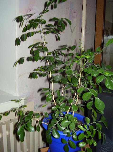 Цветы и растительность в нашем доме)