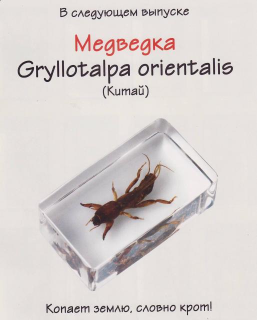 Насекомые №11 Медведка (Gryllotalpa orientalis) фото, обсуждение