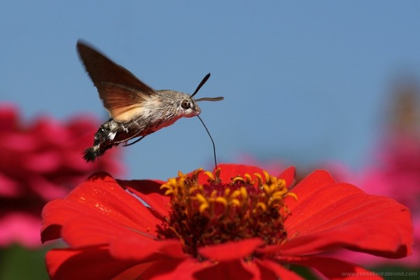Фото насекомых (не из журнала)