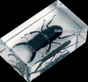 Насекомые и их знакомые 2010 График Выхода и обсуждение