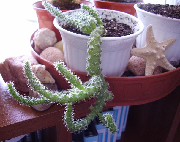 Цветы и растительность в нашем доме)