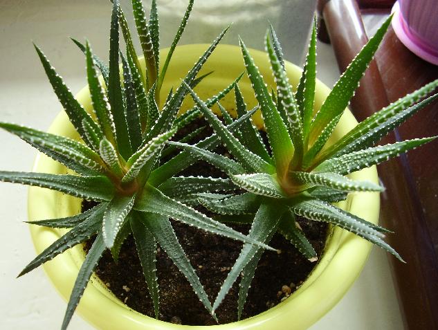 Цветы и растительность в нашем доме)