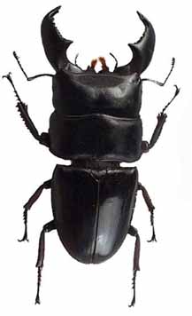 Насекомые и их знакомые 2010 График Выхода и обсуждение