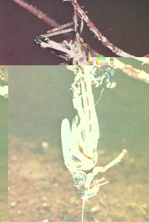 Насекомые №6 Перелетная саранча (Locusta migratoria) фото, обсуждение