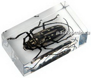 Насекомые и их знакомые 2010 График Выхода и обсуждение