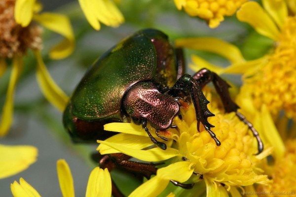 Фото насекомых (не из журнала)