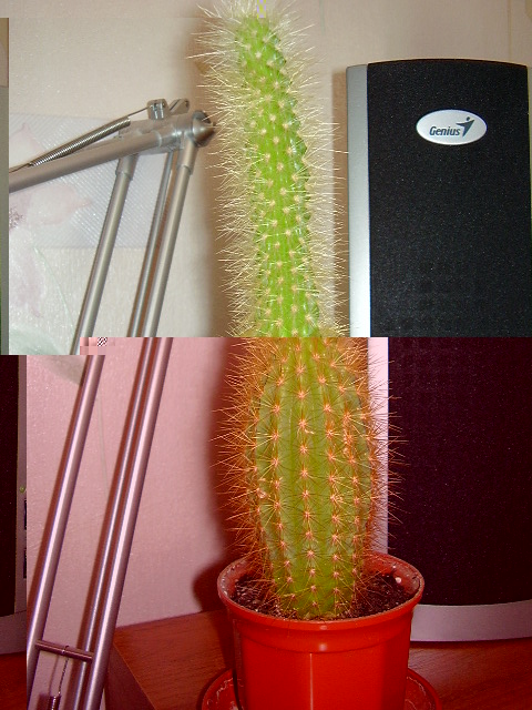 Цветы и растительность в нашем доме)