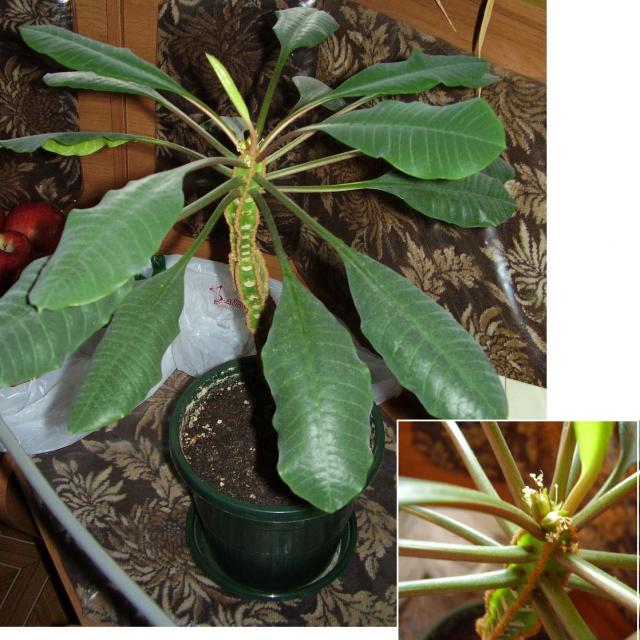 Цветы и растительность в нашем доме)