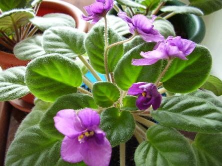 Болталка)) или милые детки, пишите сюда)))