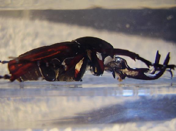 Насекомые №7 Формосская Бронзовка (Dicronocephalus) фото, обсуждение