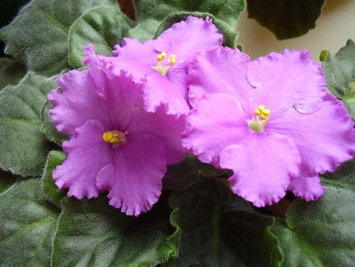 Цветы и растительность в нашем доме)