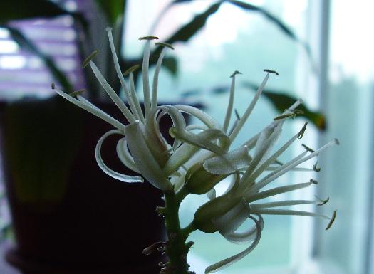 Цветы и растительность в нашем доме)