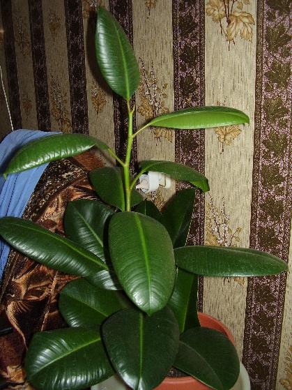 Цветы и растительность в нашем доме)