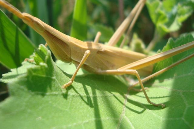 Фото насекомых (не из журнала)