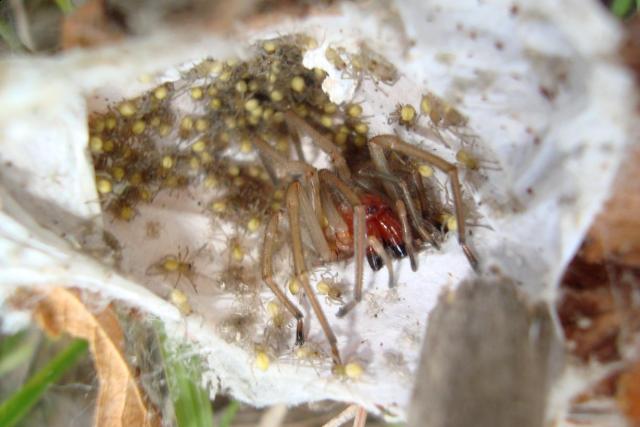 Фото насекомых (не из журнала)