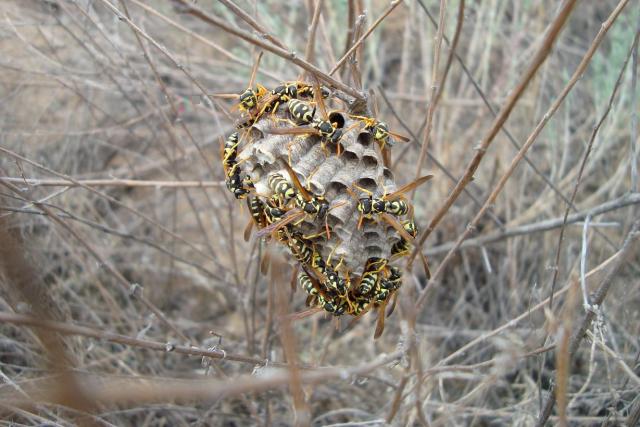 Фото насекомых (не из журнала)