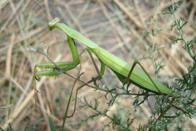 Фото насекомых (не из журнала)