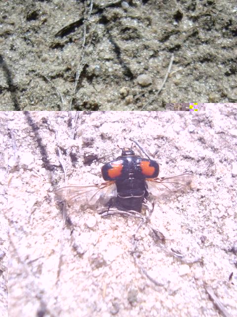 Фото насекомых (не из журнала)