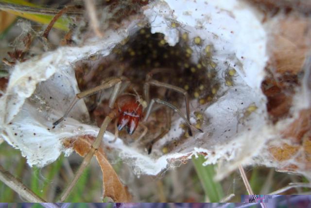 Фото насекомых (не из журнала)