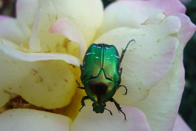 Фото насекомых (не из журнала)