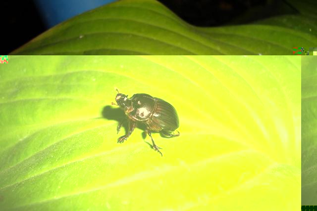 Фото насекомых (не из журнала)