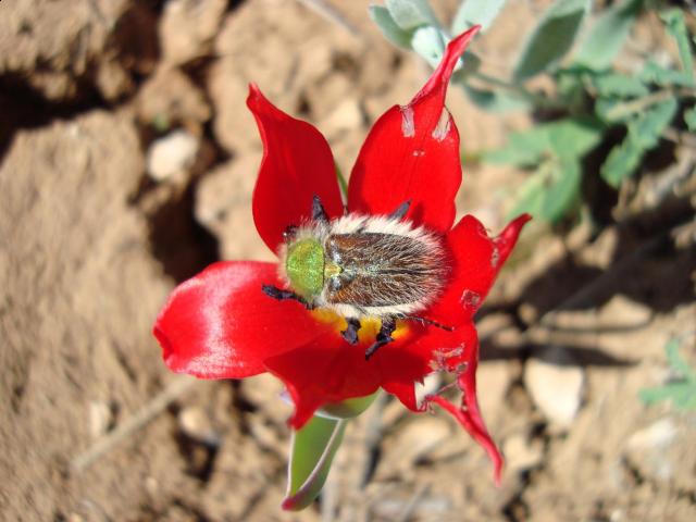 Фото насекомых (не из журнала)