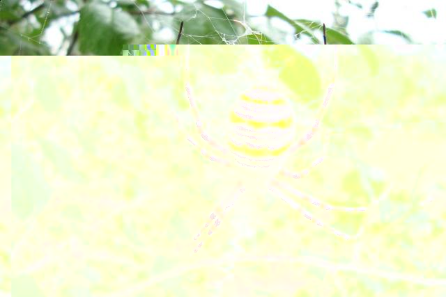 Фото насекомых (не из журнала)