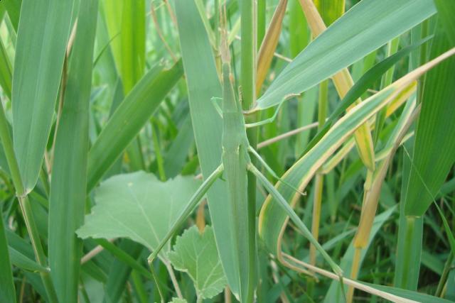 Фото насекомых (не из журнала)