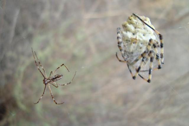 Фото насекомых (не из журнала)