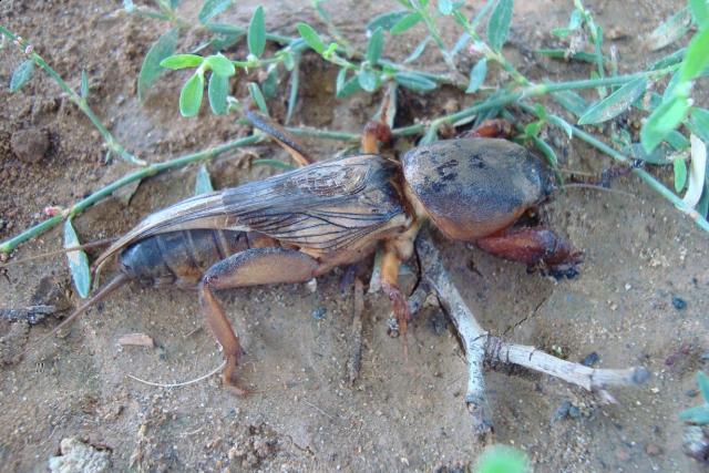 Фото насекомых (не из журнала)