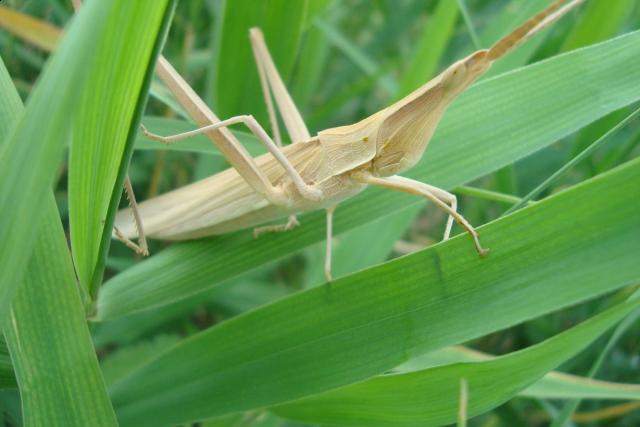 Фото насекомых (не из журнала)