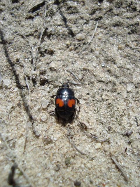 Фото насекомых (не из журнала)