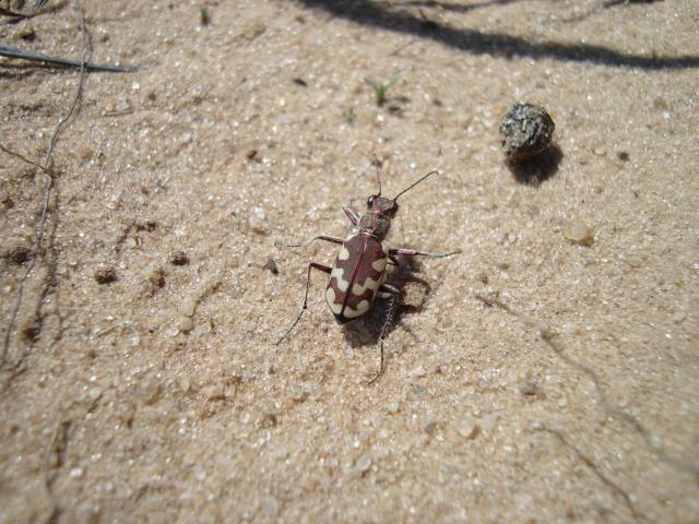 Фото насекомых (не из журнала)