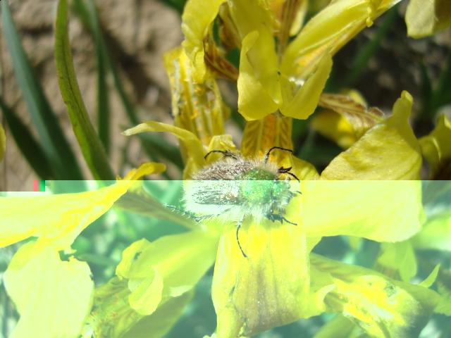 Фото насекомых (не из журнала)