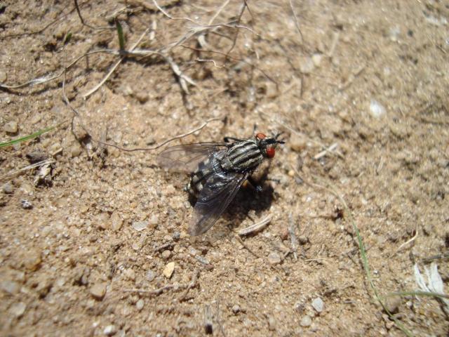 Фото насекомых (не из журнала)