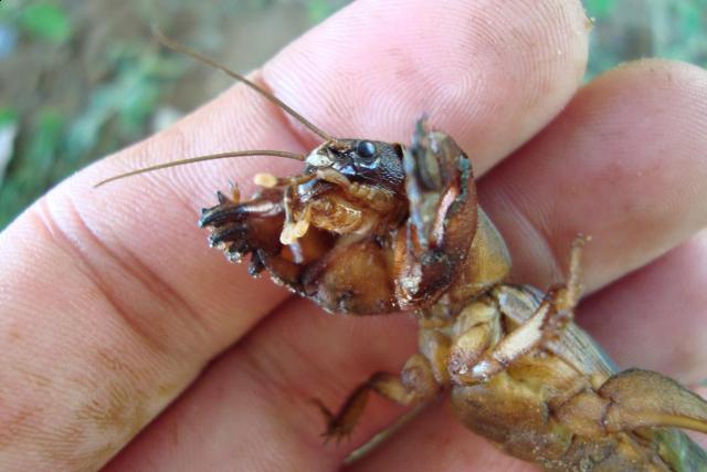 Фото насекомых (не из журнала)