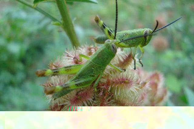 Фото насекомых (не из журнала)