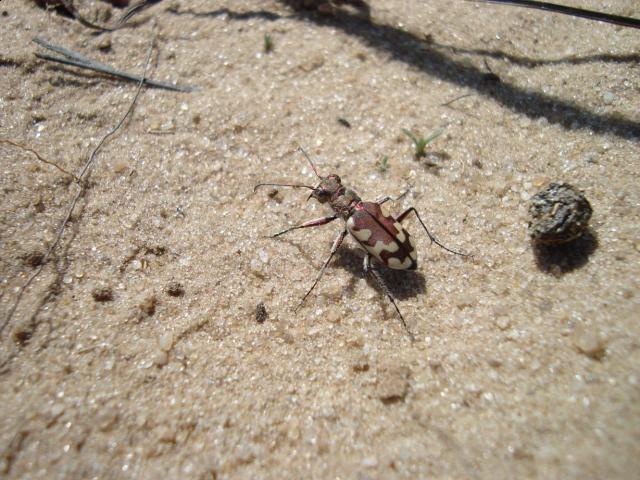 Фото насекомых (не из журнала)