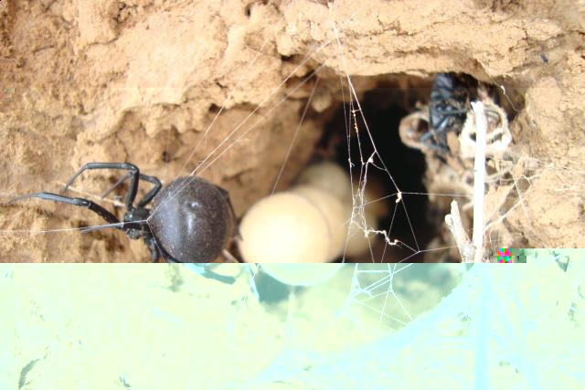 Фото насекомых (не из журнала)