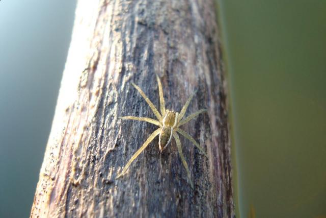 Фото насекомых (не из журнала)