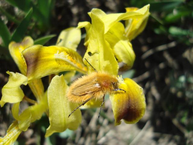 Фото насекомых (не из журнала)