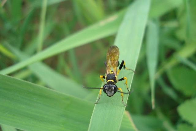 Фото насекомых (не из журнала)