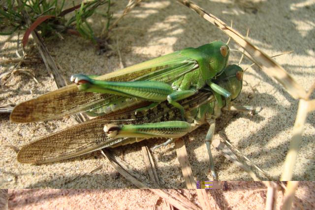 Фото насекомых (не из журнала)