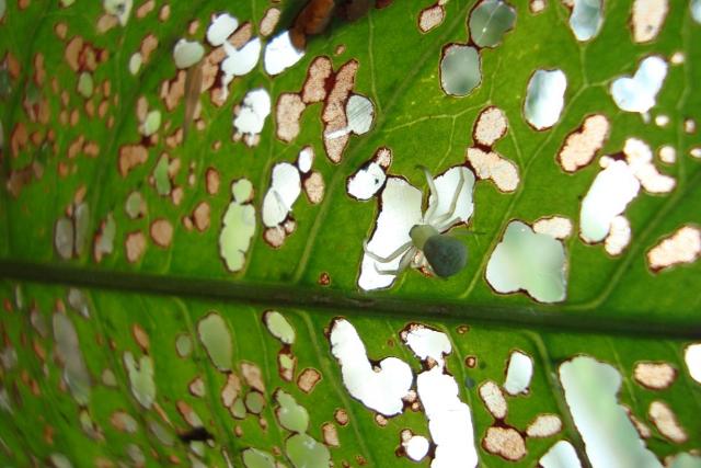 Фото насекомых (не из журнала)