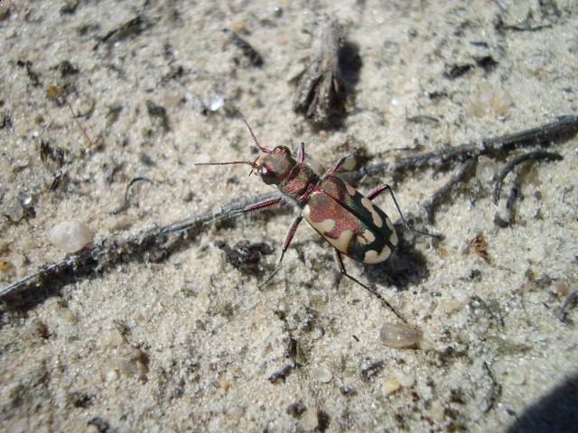 Фото насекомых (не из журнала)