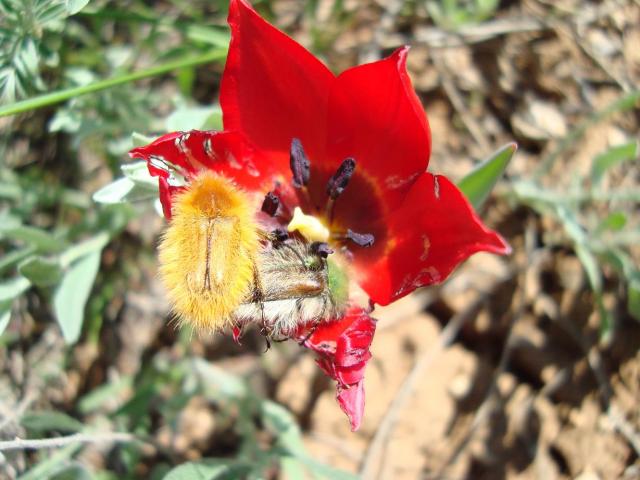 Фото насекомых (не из журнала)