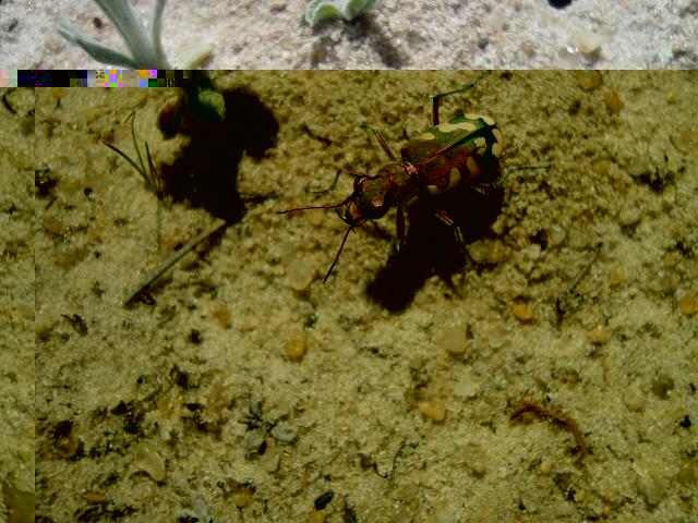 Фото насекомых (не из журнала)