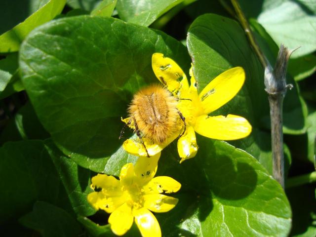 Фото насекомых (не из журнала)