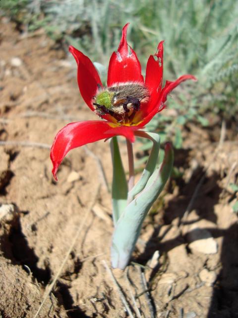 Фото насекомых (не из журнала)